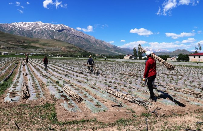 Cumhurbaşkanı Erdoğan’ın Çağrısıyla Gevaş’ta Üretim Seferberliği
