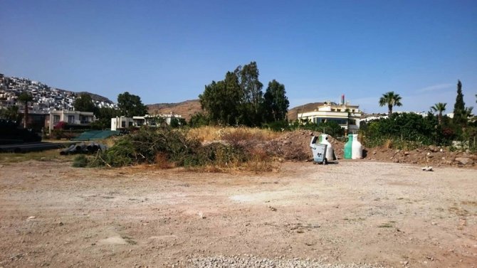 Bodrum’da Sahili Genişletmek İçin Ağaç Katliamı Yaptılar