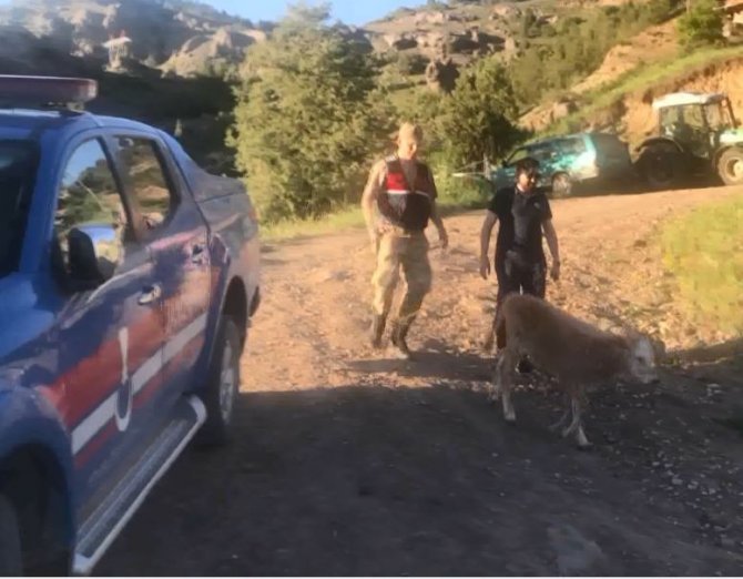 Jandarma Kayıp Buzağıları Drone İle Buldu