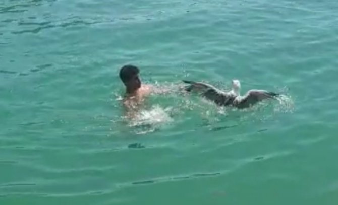 Ayağına Poşet Dolanan Martı İçin Seferber Oldular