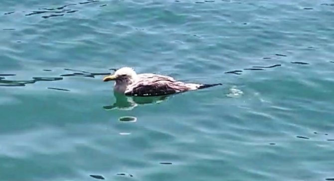 Ayağına Poşet Dolanan Martı İçin Seferber Oldular