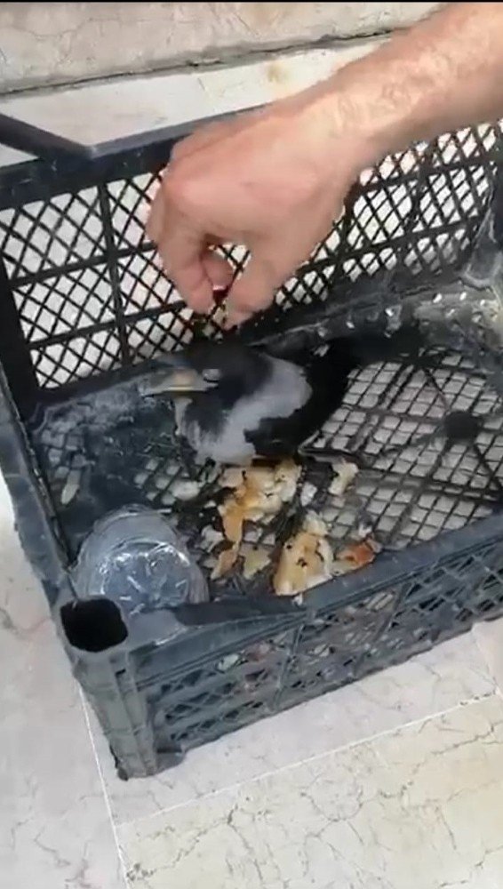 İş Makinesi İle Parkın Girişini Yıktılar, Ağaçta Mahsur Kalan Yavru Kargayı Kurtardılar
