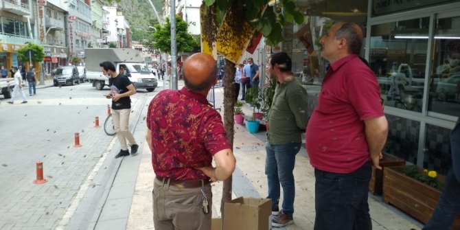 Oğul Veren Arılar Cadde Ortasındaki Ağaca Konunca Paniğe Neden Oldu