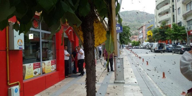 Oğul Veren Arılar Cadde Ortasındaki Ağaca Konunca Paniğe Neden Oldu