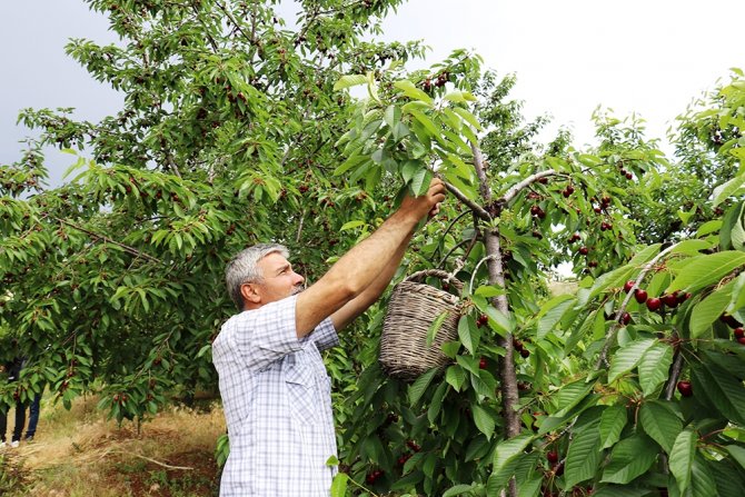 Dalbastı Kirazında Hasat Zamanı