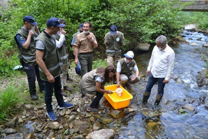 Giresun’da Alabalık Yavruları Dereye Salındı