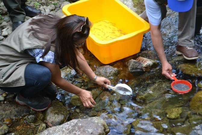 Giresun’da Alabalık Yavruları Dereye Salındı