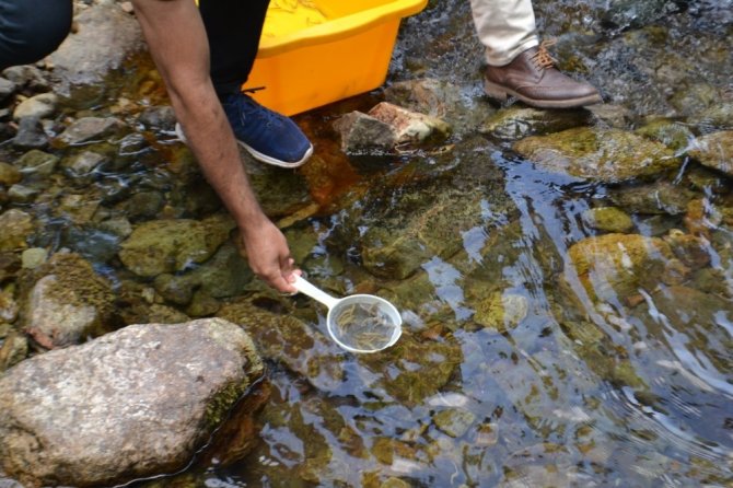 Giresun’da Alabalık Yavruları Dereye Salındı