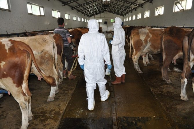 Gümüşhane’de Keneye Karşı İlaçlamalı Mücadele