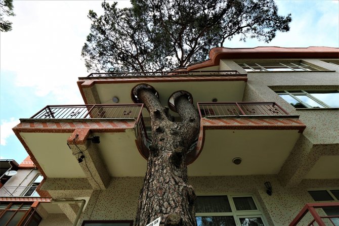 Kesmeye Kıyamadıkları Ağacı Binanın İçinden Geçirdiler