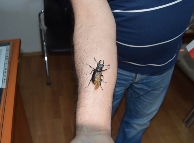 Antalya’da Nesli Tükenmekte Olan Geyik Böceği Bulundu