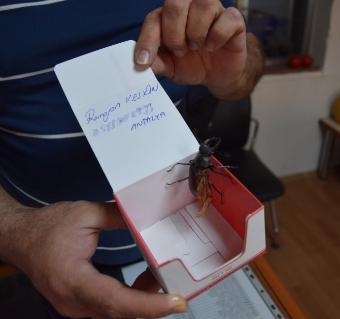 Antalya’da Nesli Tükenmekte Olan Geyik Böceği Bulundu