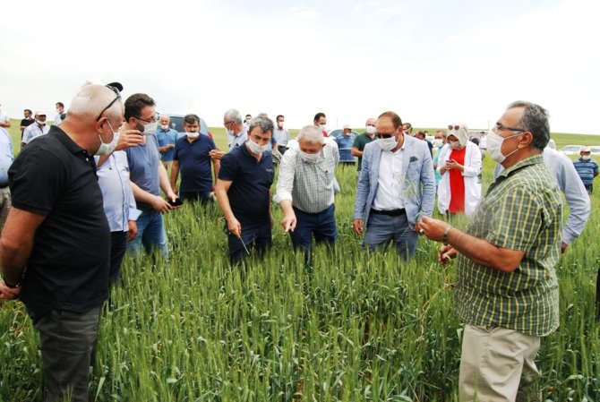 Milli Ve Yerli Buğday Tohumu Çeşidi Çiftçiyle Buluştu
