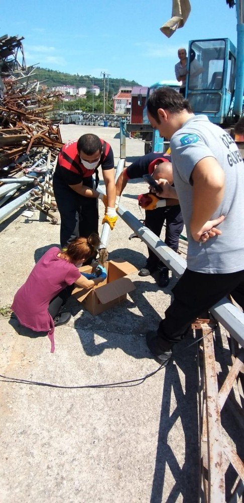 Elektrik Direğinin İçinde Sıkışan Minik Kedi Uzun Uğraşlar Sonucu Kurtarıldı