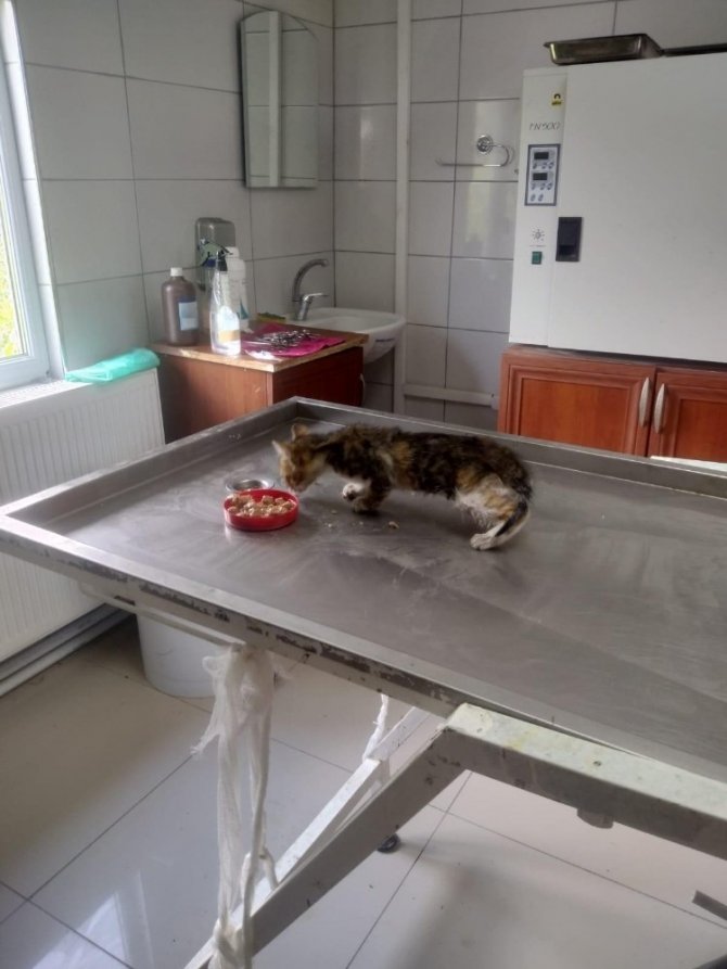 Elektrik Direğinin İçinde Sıkışan Minik Kedi Uzun Uğraşlar Sonucu Kurtarıldı