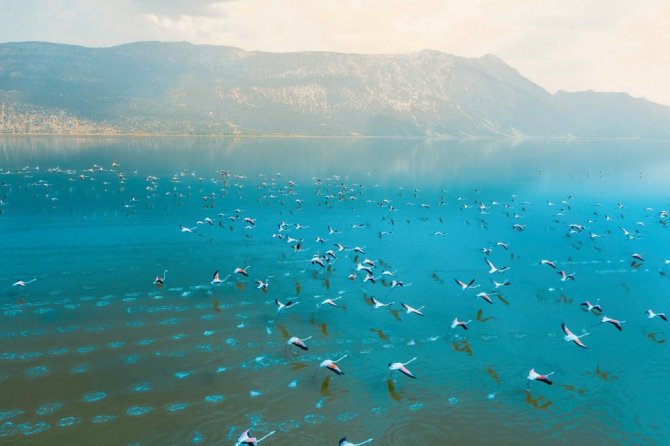 Acıgöl’de Yaşayan Binlerce Flamingonun Dansı Göz Doldurdu