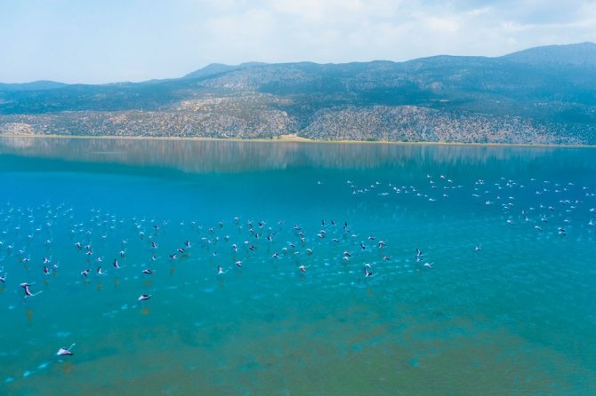 Acıgöl’de Yaşayan Binlerce Flamingonun Dansı Göz Doldurdu