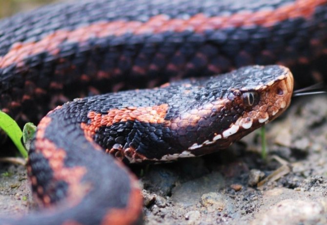 Yılanların Son Dönemde Sıkça Görülmesinin Sebebini Açıklandı