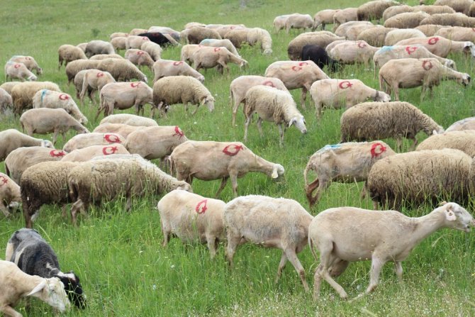300 Koyununa Tek Tek Ay Yıldız Çizdi