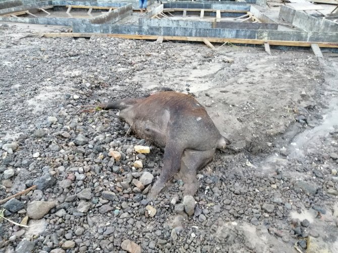 Sürü Sele Kapıldı, 30 Büyükbaş Hayvan Telef Oldu