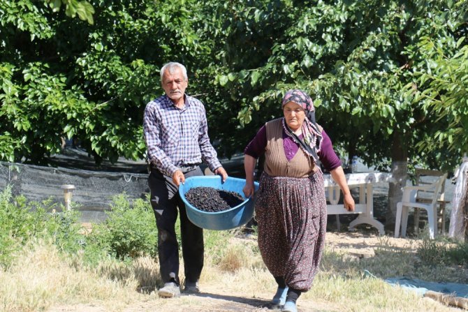 Şifa Deposu Karadutta Hasat Mevsimi