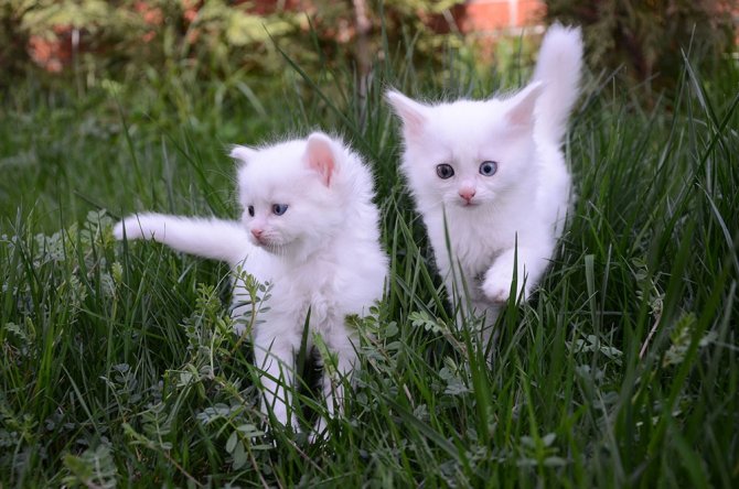 3 Yıl Önce Başlayan Proje Meyvelerini Vermeye Başladı