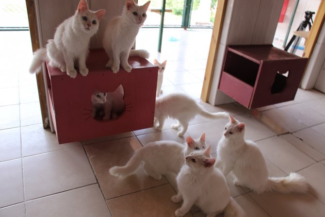 3 Yıl Önce Başlayan Proje Meyvelerini Vermeye Başladı