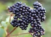 Korona Virüs Salgınında Değeri Daha İyi Anlaşıldı