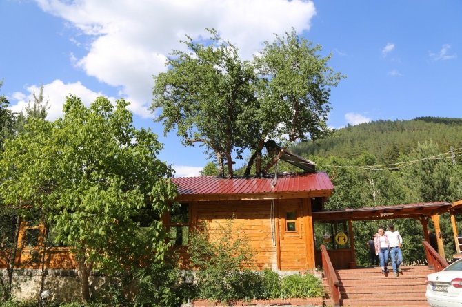 Artvinli İşletmecinin Ağaç Sevgisi Görenleri Şaşkına Çeviriyor