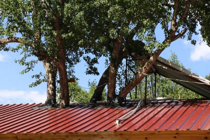 Artvinli İşletmecinin Ağaç Sevgisi Görenleri Şaşkına Çeviriyor