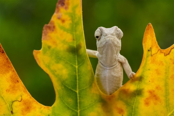 Akdeniz Bukalemunları
