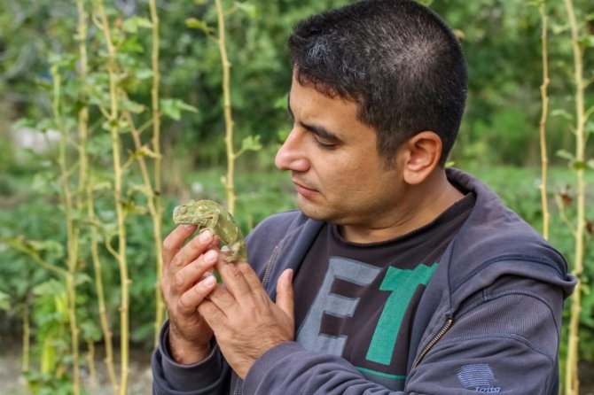 Akdeniz Bukalemunları