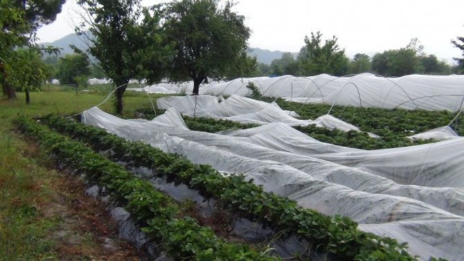 Yağmur Hayatı Felç Etti; Dereler Taştı, Köprüler Yıkıldı, Ağaçlar Devrildi