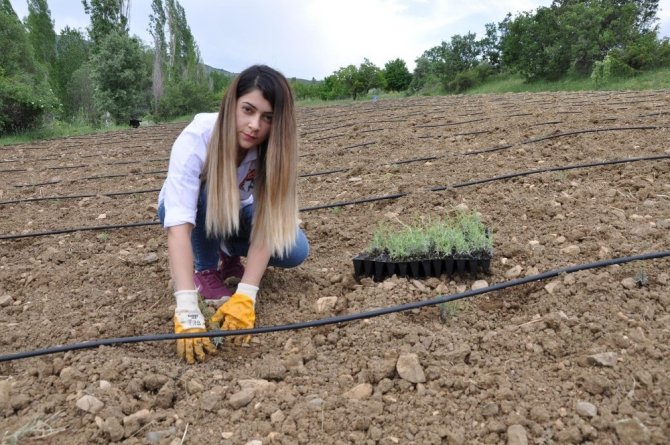 Gümüşhane’de 72 Bin Lavanta Fidesi Daha Toprakla Buluştu