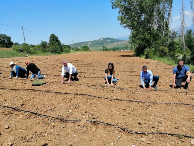 Gümüşhane’de 72 Bin Lavanta Fidesi Daha Toprakla Buluştu