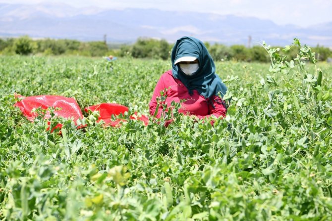 Isparta’da Deneme Amaçlı Dikilen Bezelye Bir Köyün Geçim Kaynağı Oldu
