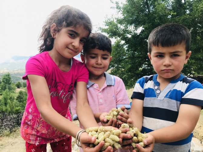 Dutun Pekmeze Dönüşen Tatlı Yolculuğu Başladı