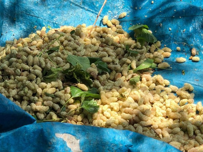 Dutun Pekmeze Dönüşen Tatlı Yolculuğu Başladı