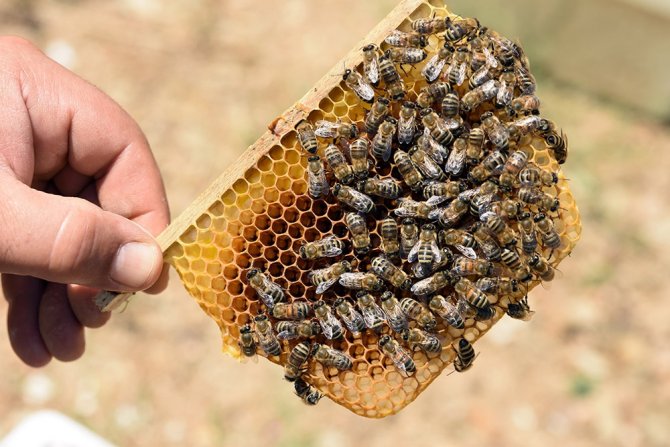 Bitlis’te Üretilen Ana Arılar Tüm Türkiye’ye Satılıyor