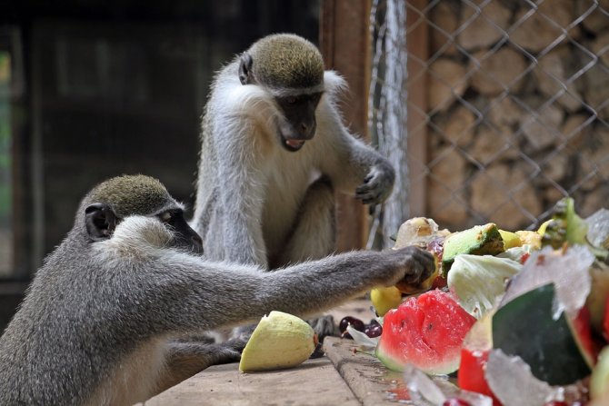 Sıcaktan Bunalan Maymunların Buzlu Meyve Kokteyli Keyfi