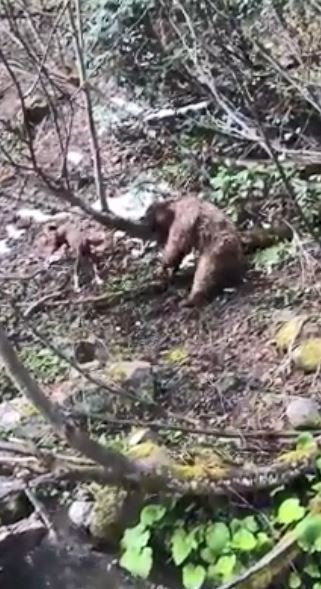 Artvin’de Yavru Ayıyı Vuran Ve Köpekleri Üzerine Salan Kişi Yakalandı