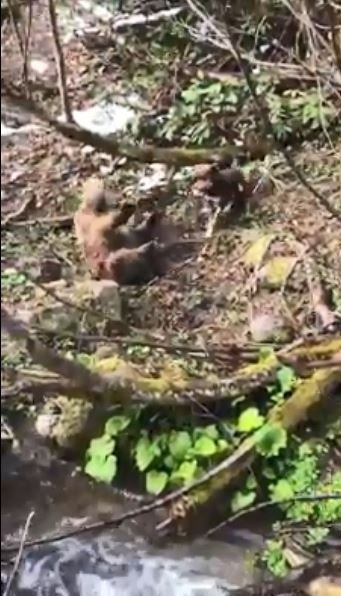 Artvin’de Yavru Ayıyı Vuran Ve Köpekleri Üzerine Salan Kişi Yakalandı