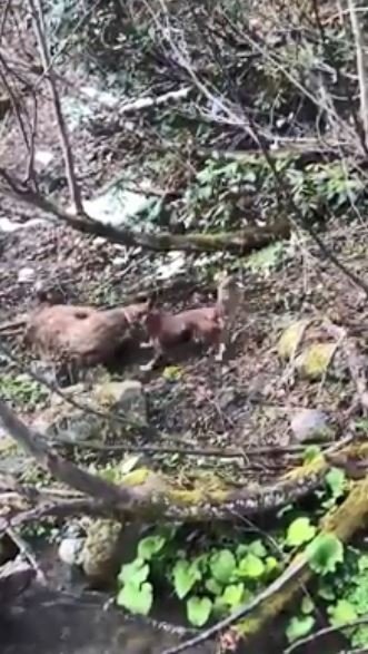 Artvin’de Yavru Ayıyı Vuran Ve Köpekleri Üzerine Salan Kişi Yakalandı