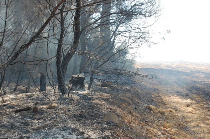 Saros’da Ormanlık Alandaki Yangın Kontrol Altına Alındı