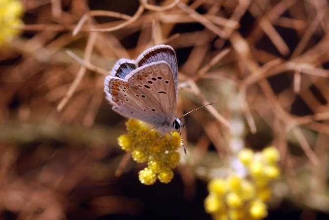 Türkiye Kelebekleri Risk Altında