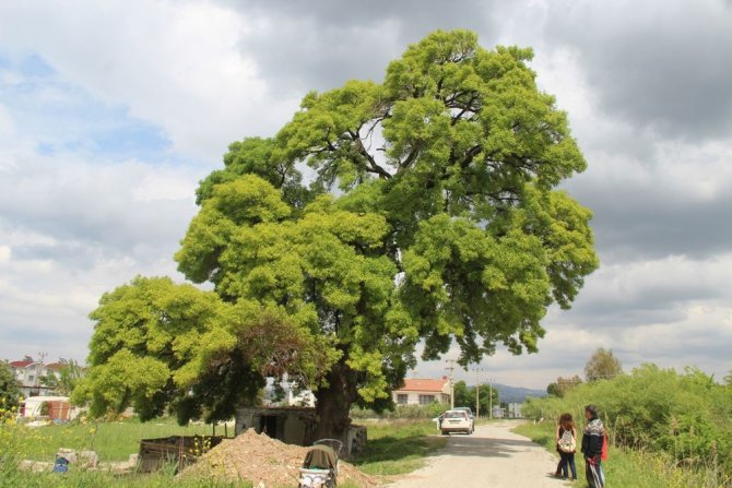 Kuşadası’nda 300 Yıllık Anıt Ağacın Çevresini Hafriyat Dökerek, Çöplüğe Çevirdiler