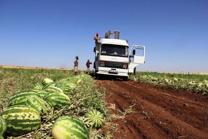 Tescilli Diyarbakır Karpuzunda Hasat Zamanı
