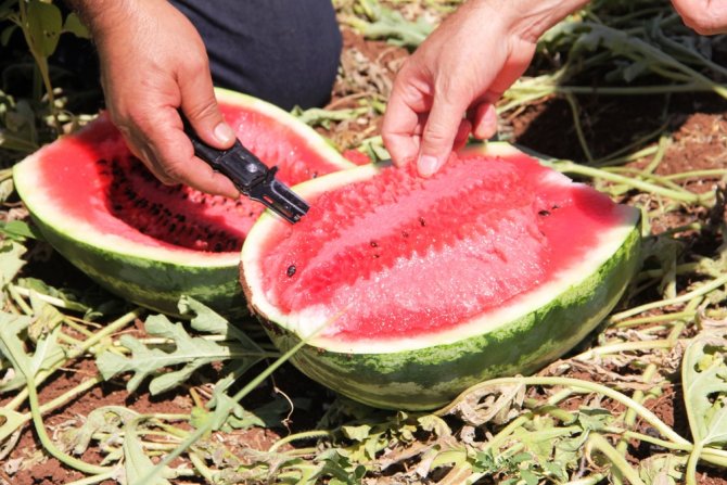 Tescilli Diyarbakır Karpuzunda Hasat Zamanı