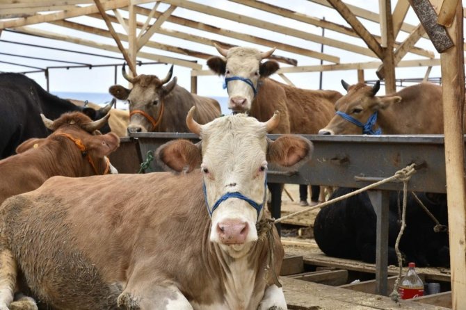 Akyazı’da Kurbanlıklar Alıcılarını Bekliyor