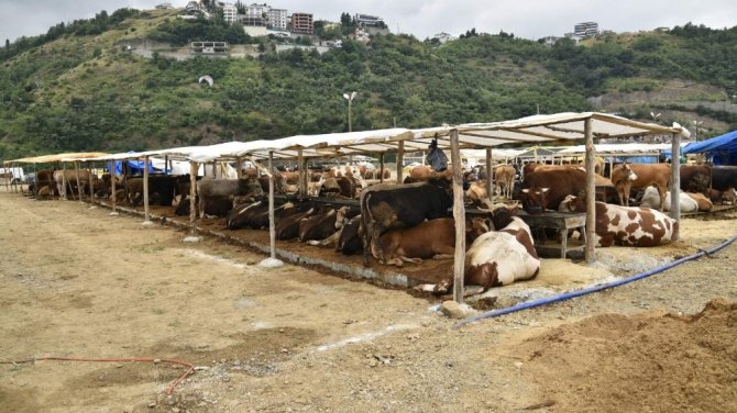 Akyazı’da Kurbanlıklar Alıcılarını Bekliyor